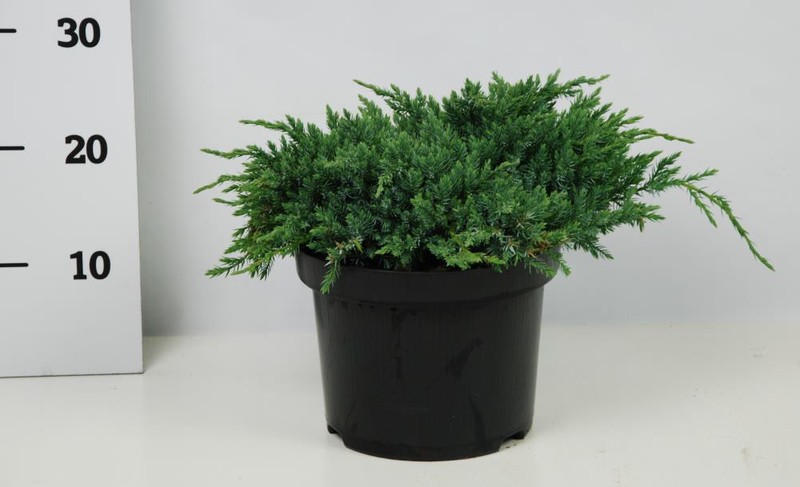 Можжевельник чешуйчатый Блю Карпет